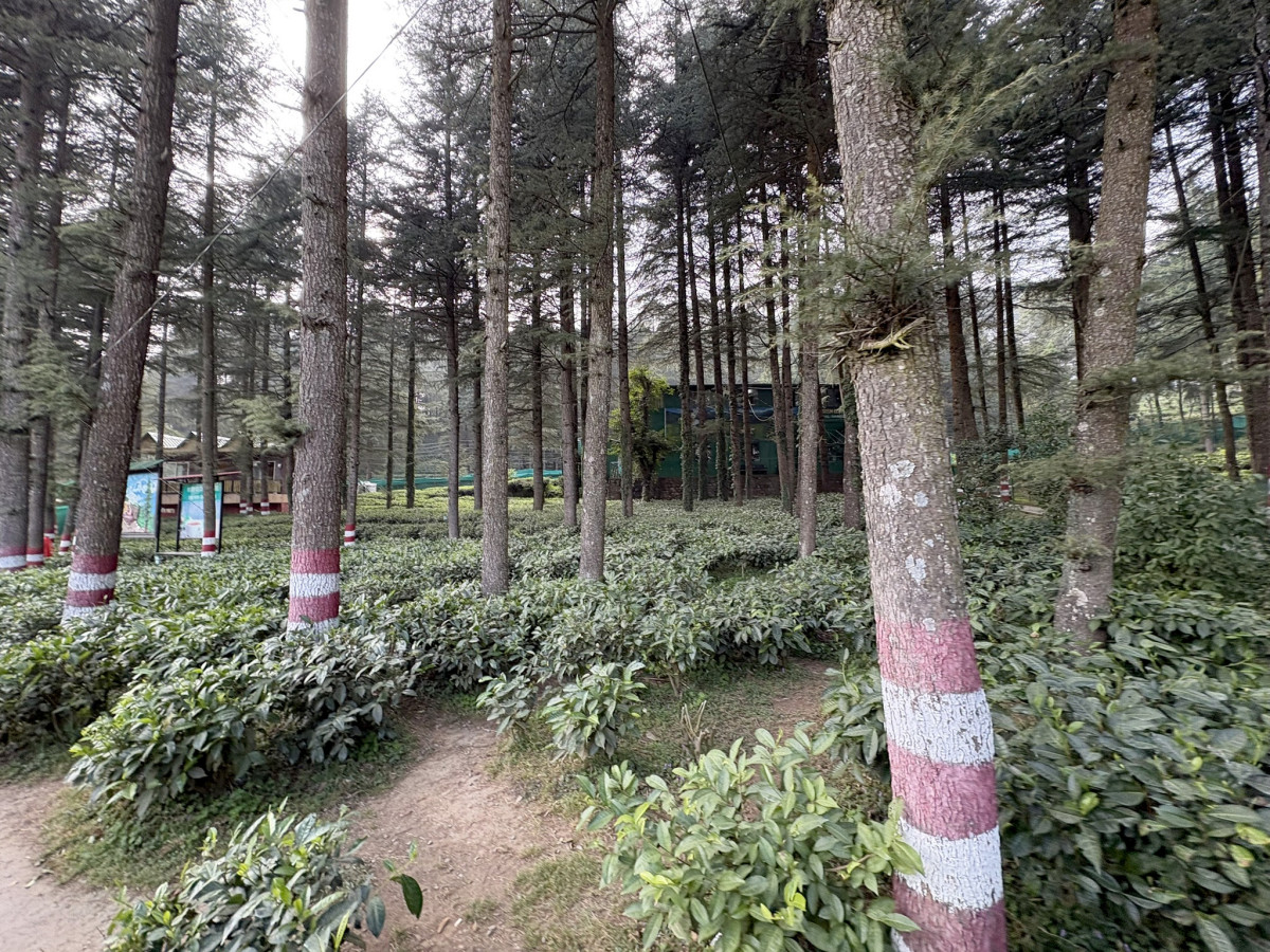 A serene view of a pine forest interspersed with rows of neatly maintained tea bushes, with tree trunks marked by white and red stripes